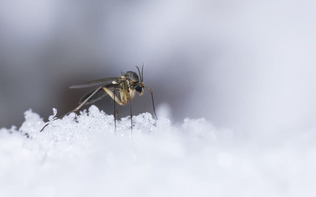 A quale temperatura spariscono le zanzare? Tutta la verità sul freddo e su come eliminarle davvero