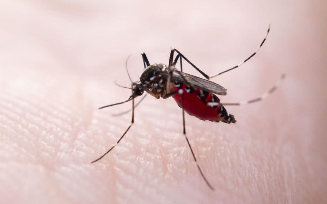West Nile ma non solo: quali sono le  arbovirosi endemiche in Italia, cosa sapere e come proteggersi