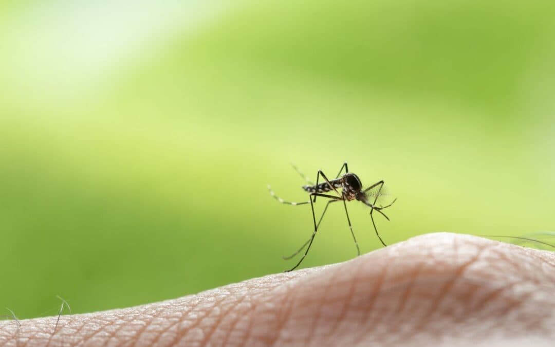 Caso di sospetta dengue a Brescia, torna l’allerta zanzare. Come proteggere davvero il proprio giardino