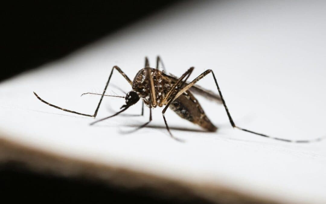 Proteggersi dalla Dengue: tutto ciò che deve sapere