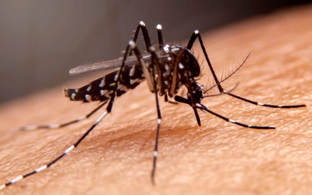 Dengue: come riconoscere la malattia e come proteggersi dalle zanzare infette