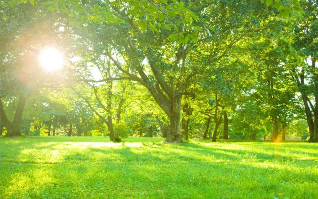 Freezanz garden connect, come funziona