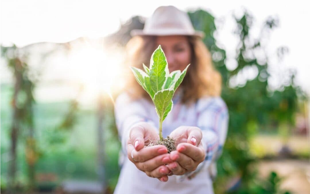 L'Importanza della protezione contro le zanzare in giardino