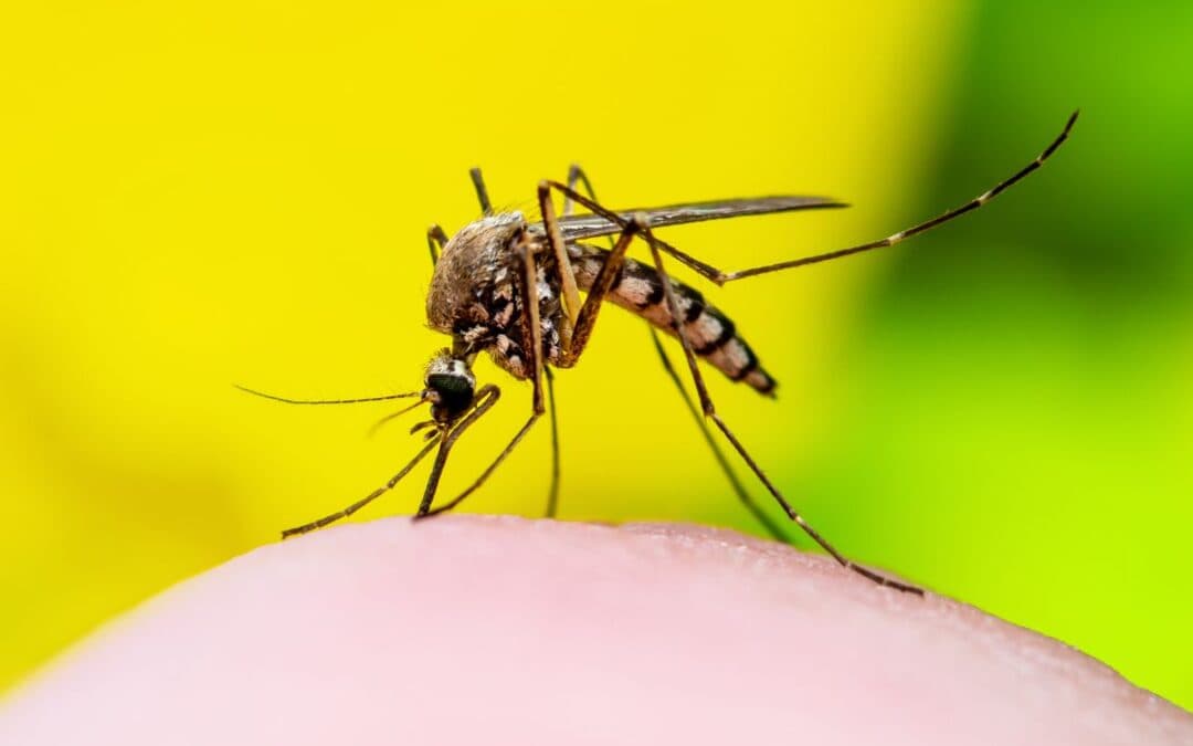 Quanto vive una zanzara femmina? Scopri il ciclo vitale di uno degli insetti più fastidiosi (e interessanti)