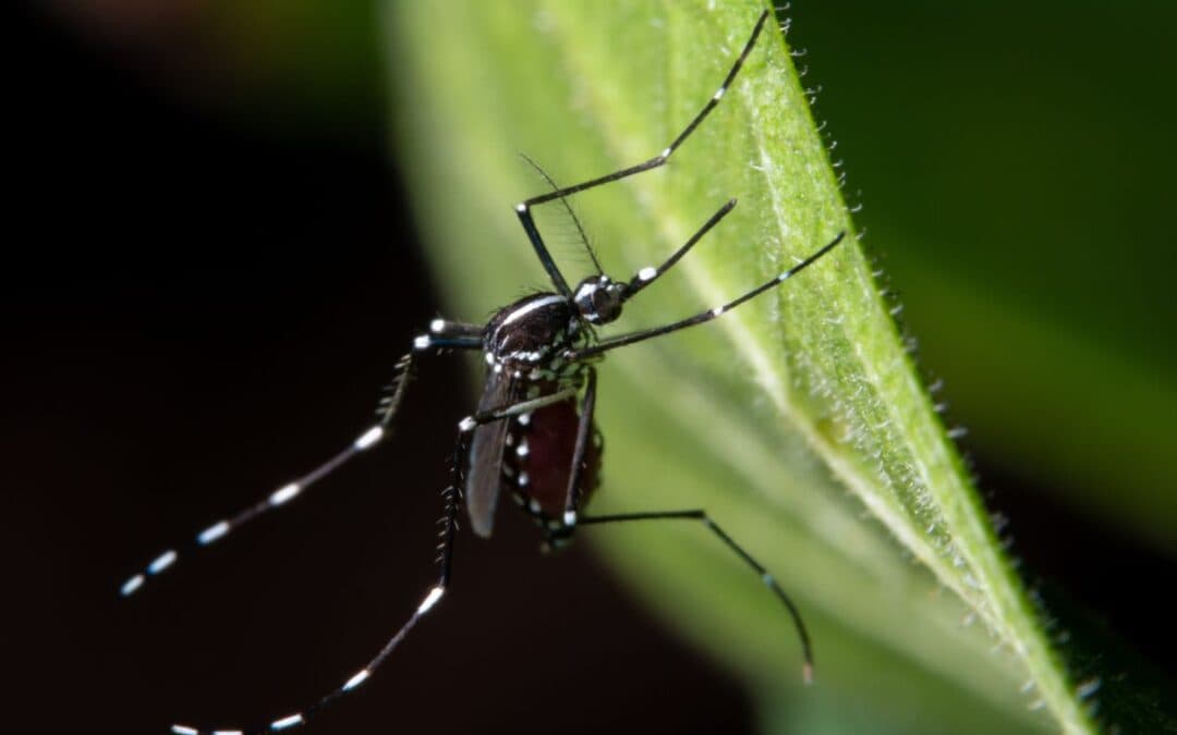 West Nile, Italia prima in Europa per contagi dalle zanzare: come proteggersi con soluzioni efficaci
