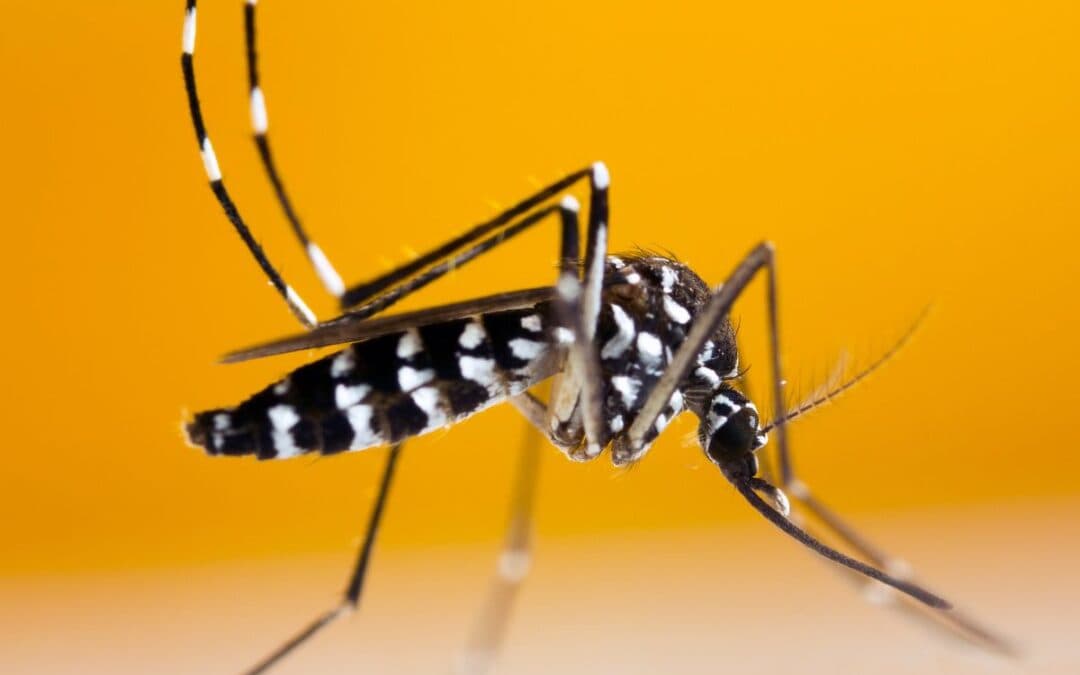 Zanzara tigre, rischi sanitari in Italia: aumento di dengue e chikungunya