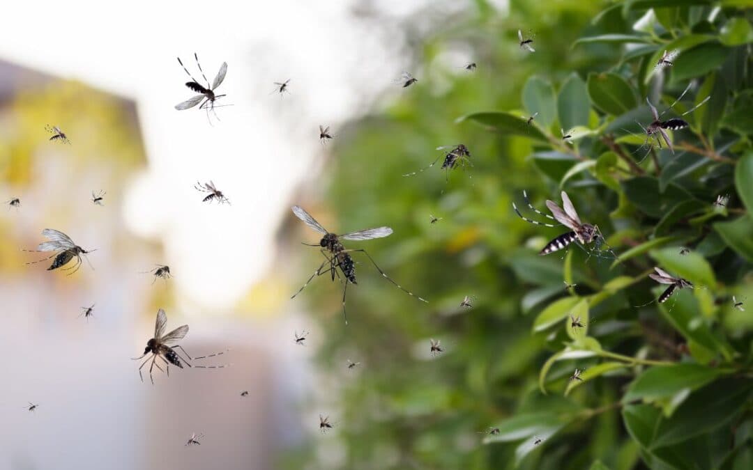 Perché hai tante zanzare in giardino? Cause, rimedi e soluzioni efficaci