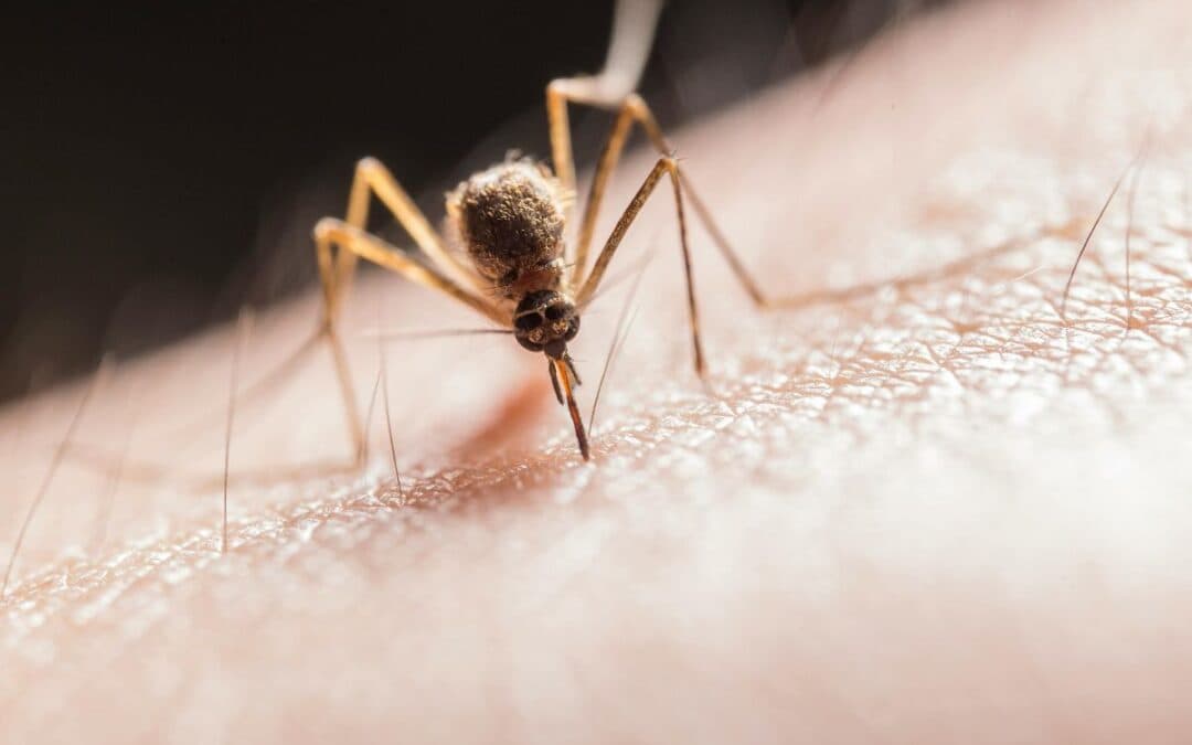 Zanzare, un pericolo sempre più concreto: come difendersi in modo efficace e naturale