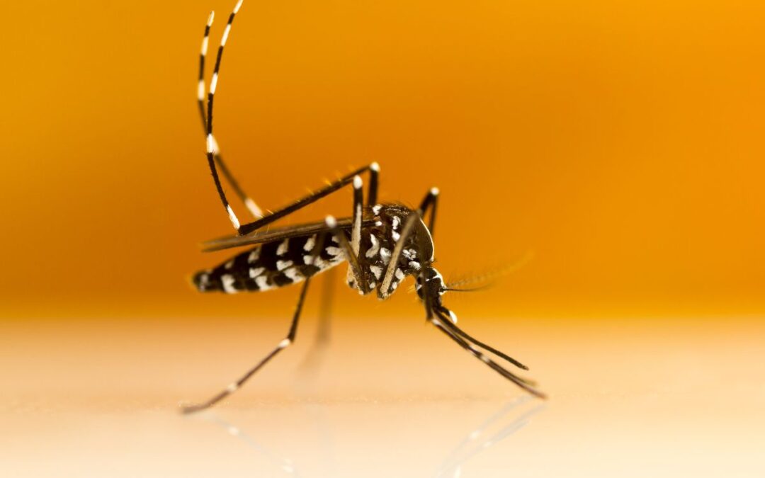 FREEZANZ: la soluzione definitiva contro le zanzare