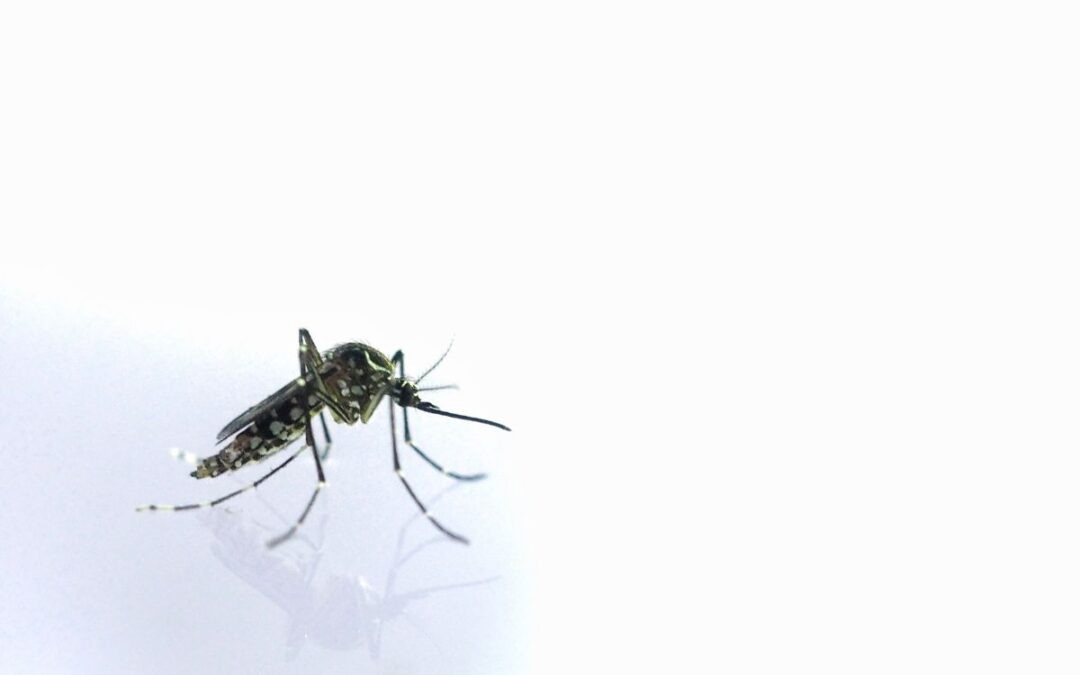 Perché le zanzare pungono e come difendersi